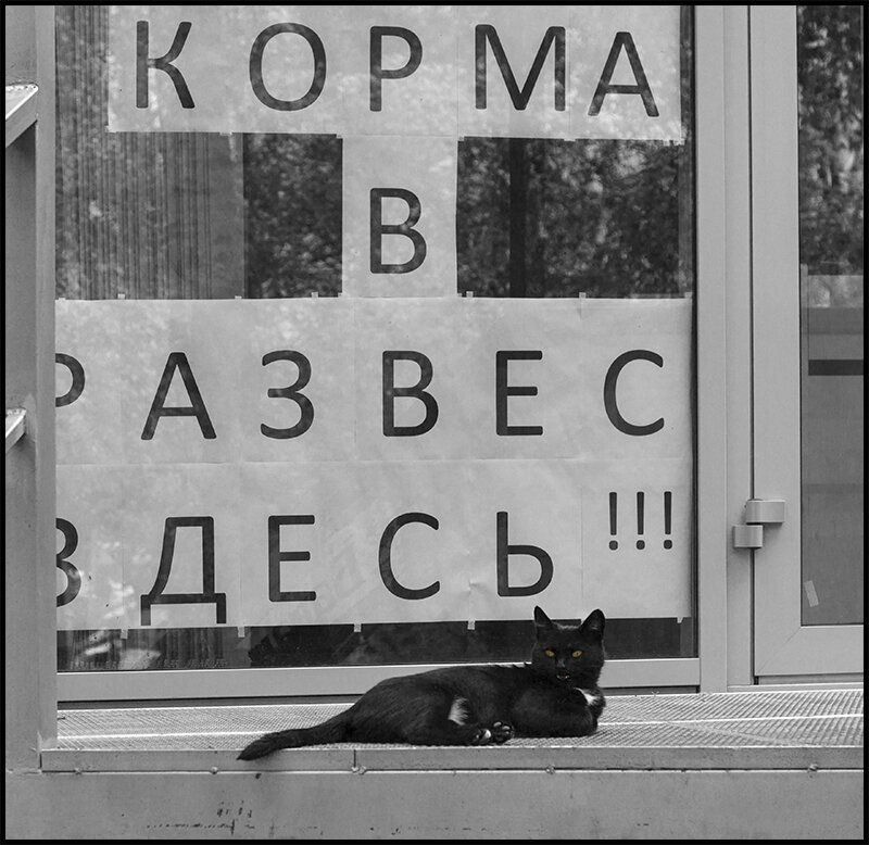 Кошка знает - Александр Тарноградский