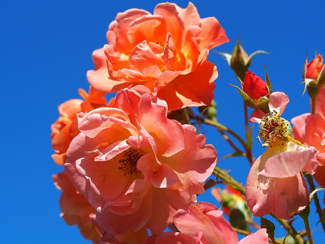 Роза  floribunda "Westerland" - wea *