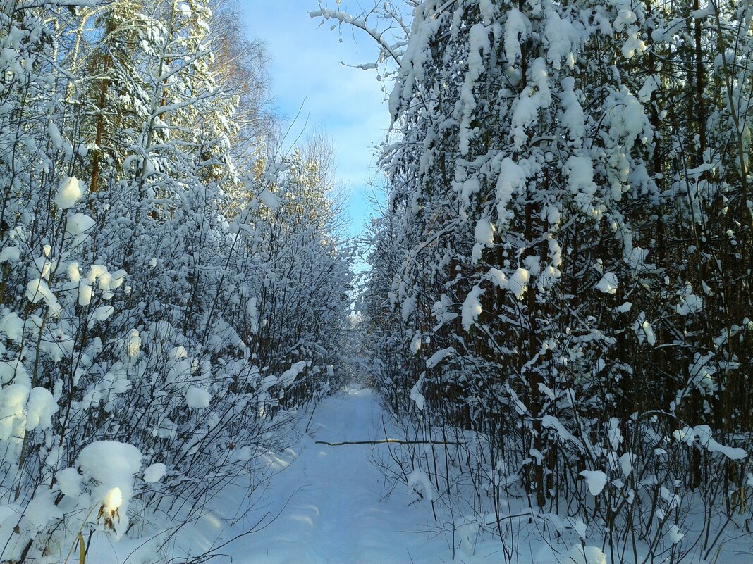 снежные березы - Владимир 