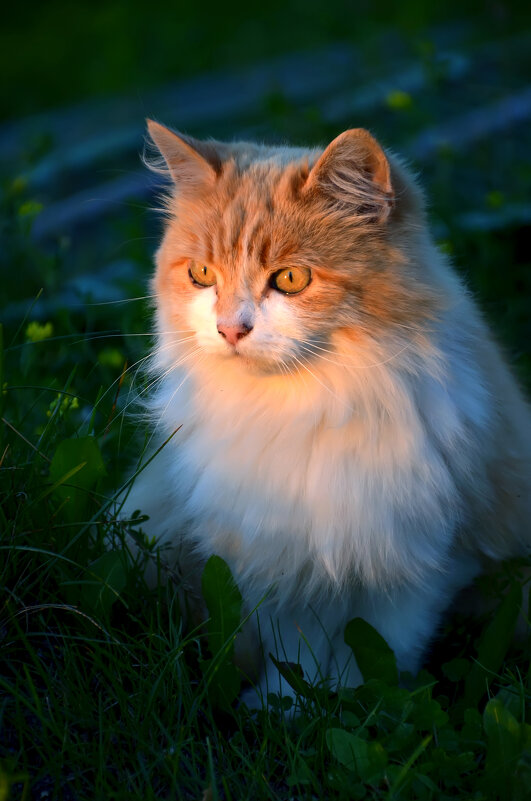 Котик на закате - Дмитрий С.