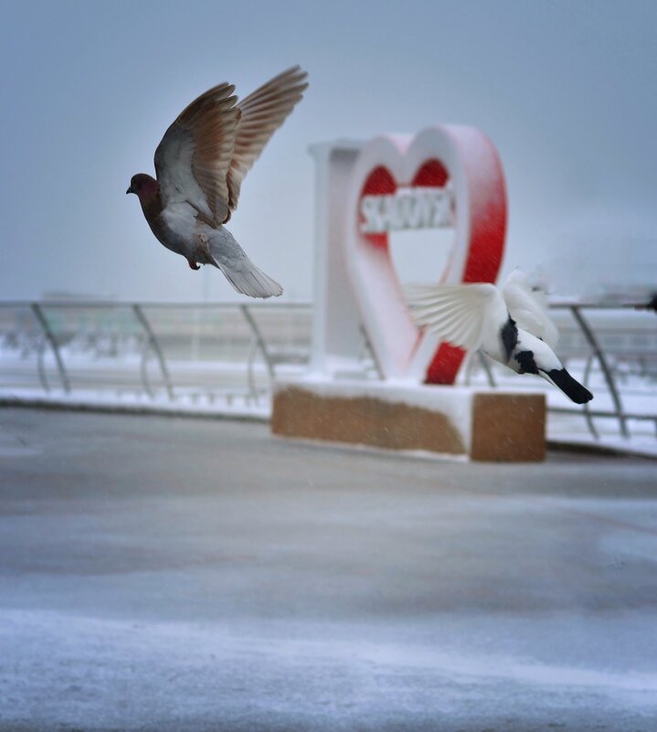 Зимние голуби - Александр Довгий