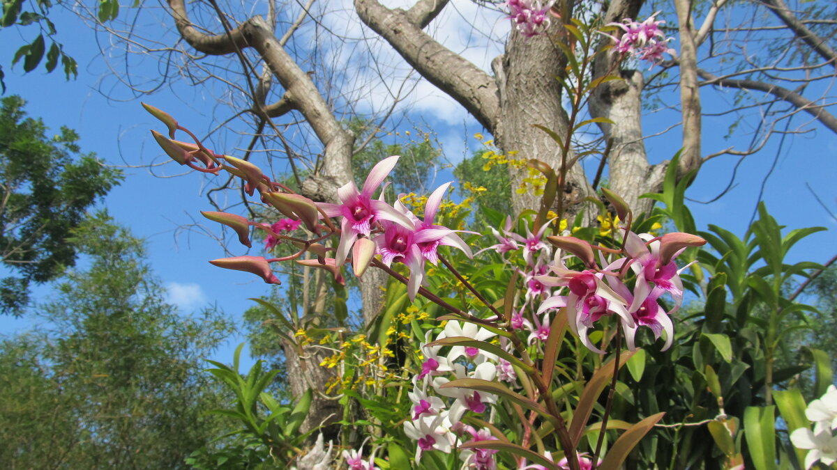 остров орхидей,Вьетнам - Елена Шаламова