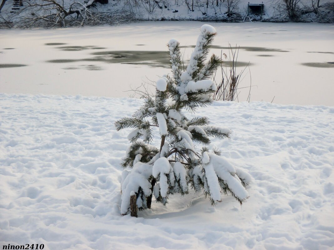 Зима в Ростове - Нина Бутко