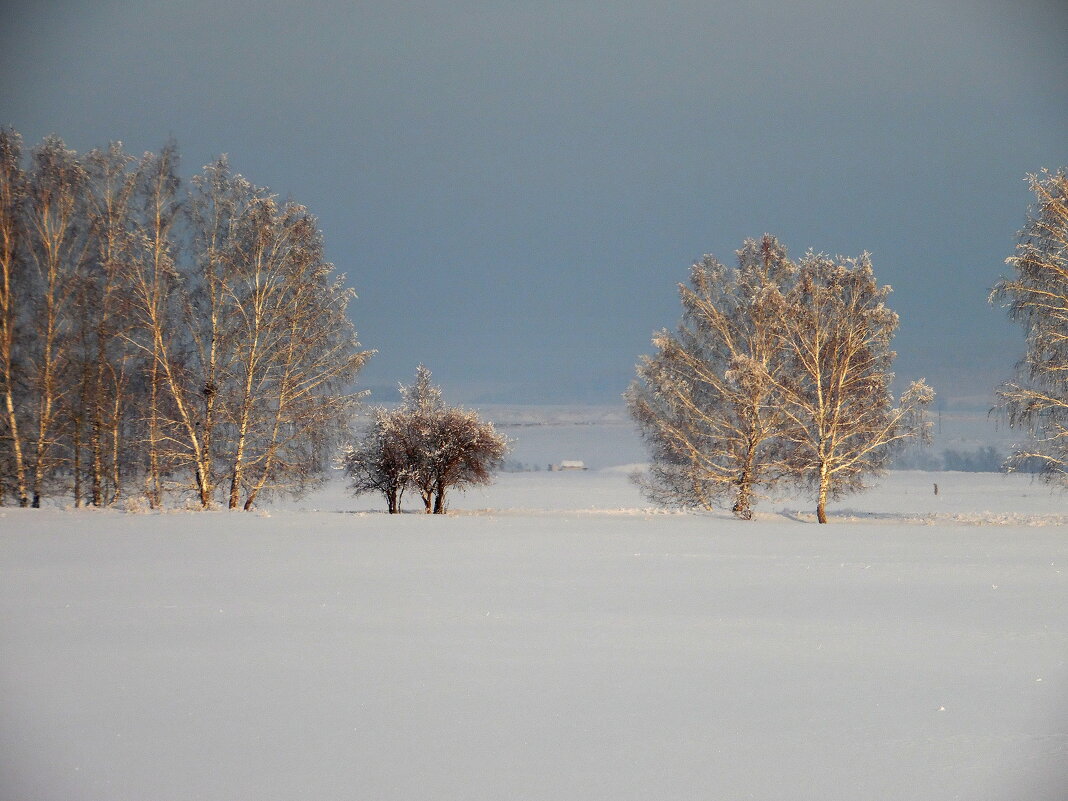 Деревья в инее сверкают- красива ты всё же, зима! - nadyasilyuk Вознюк