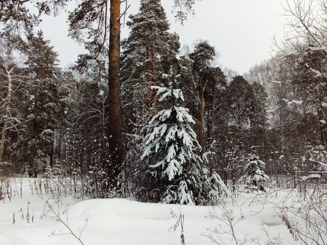 Февральский пейзаж - Наталья Т