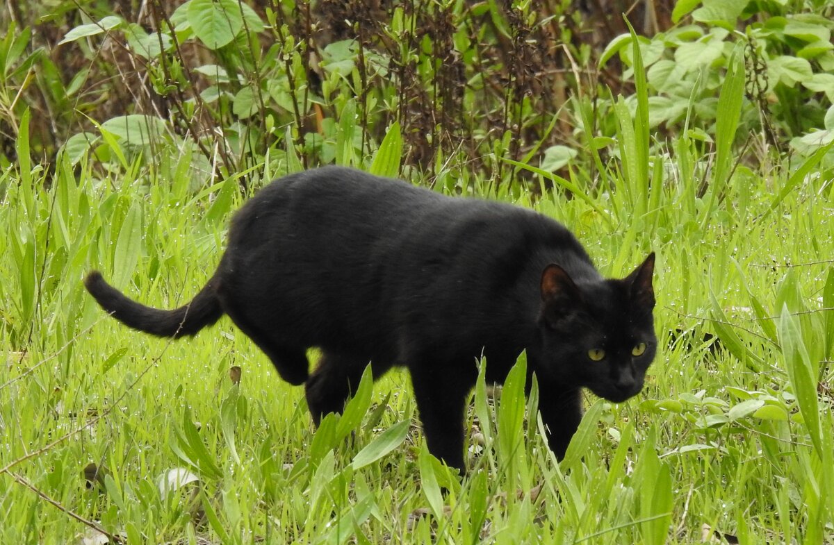 Кошка ,которая гуляет сама по себе ..(встреча в лесу) - Гала 