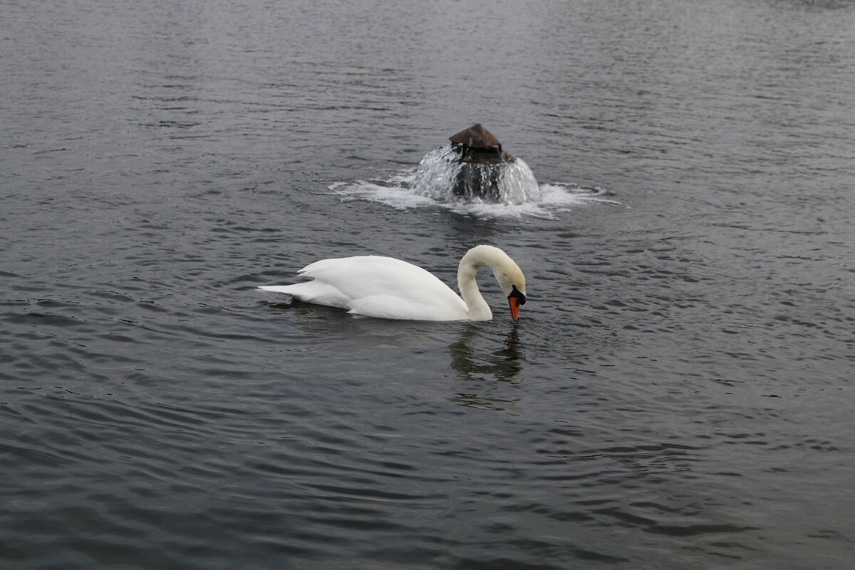А белый лебедь на пруду... - Ольга 