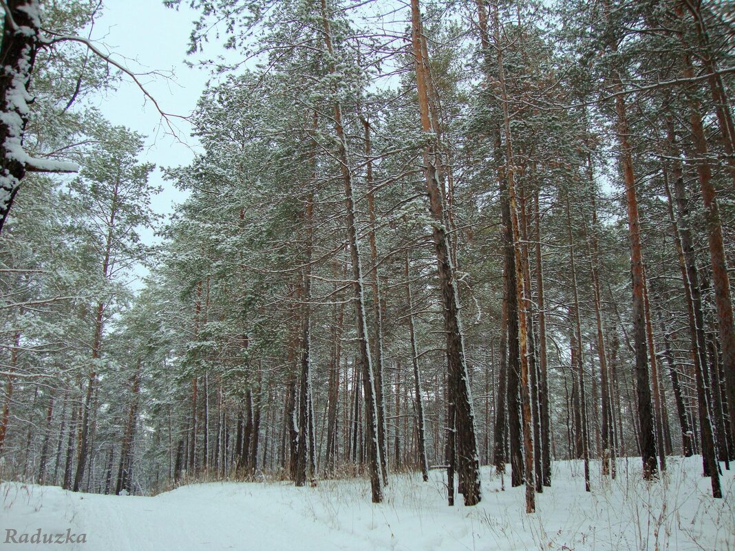 Сосновый лес - Raduzka (Надежда Веркина)