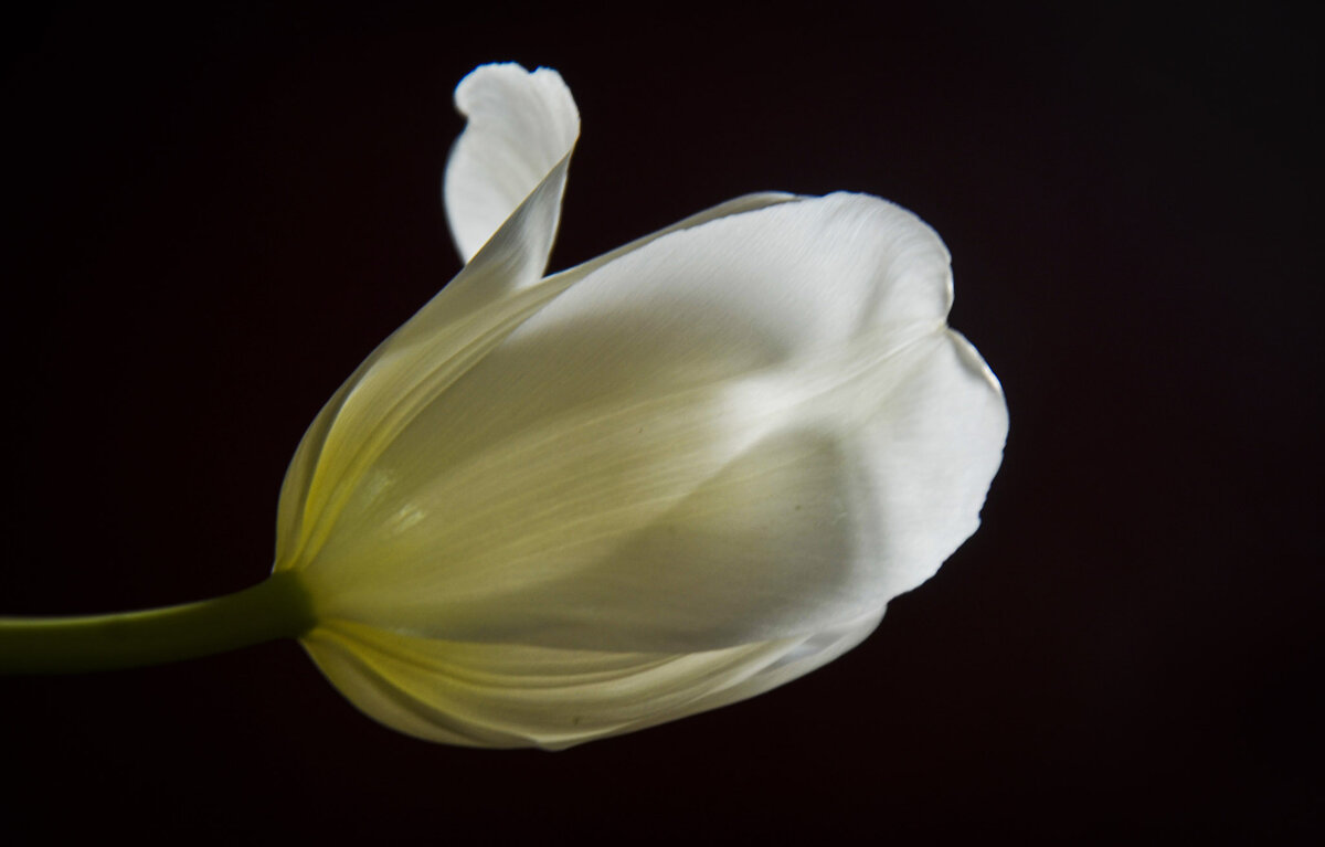 Белый тюльпан - Lyudmyla Pokryshen
