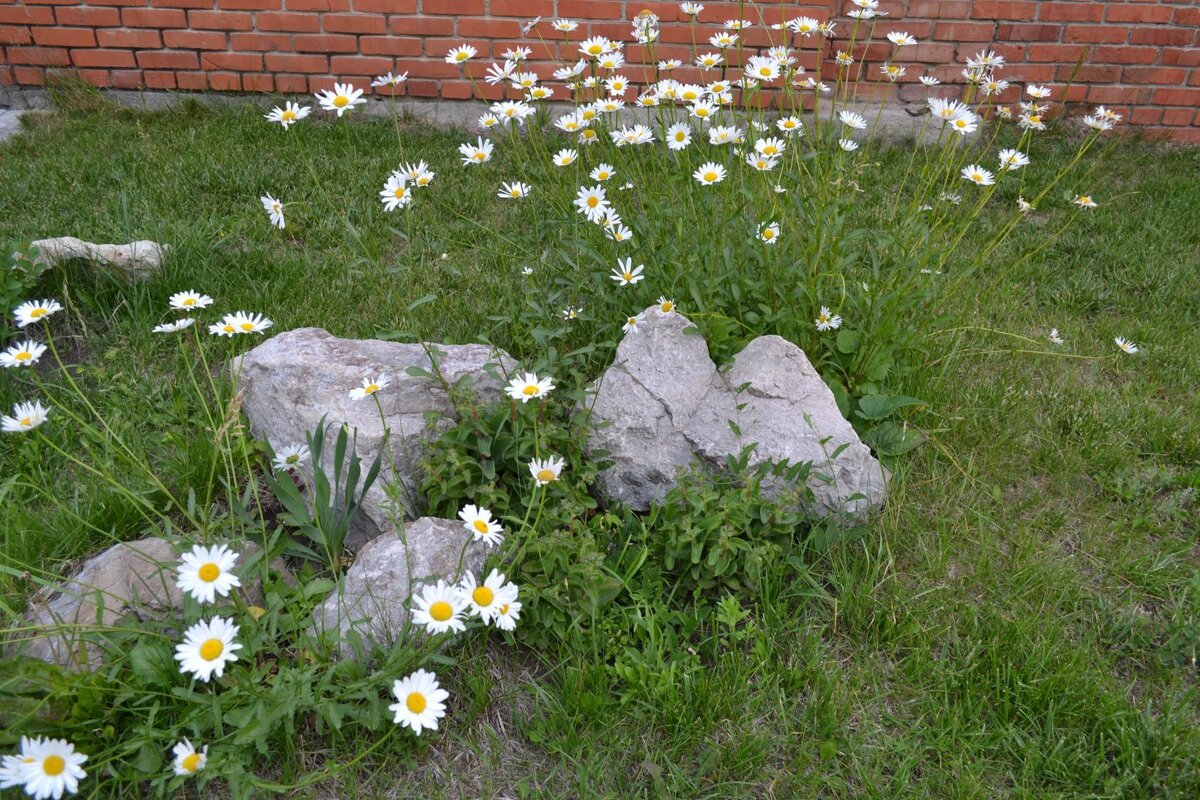 Городские цветы - Андрей Хлопонин