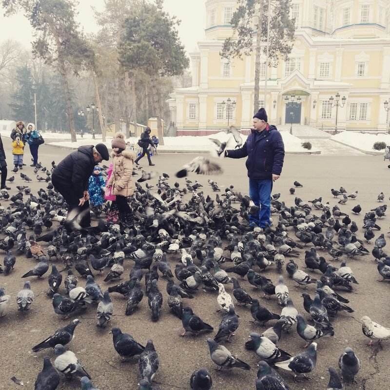 голуби - людмила дзюба 