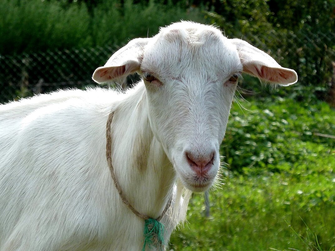 Портрет зааненской козы - Лидия Бараблина