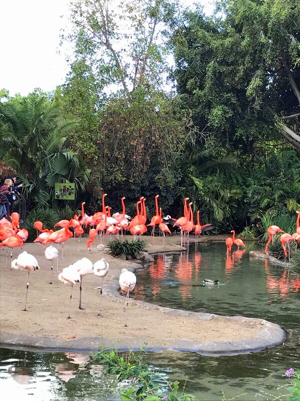 В зоопарке Сан-Диего - Елена 