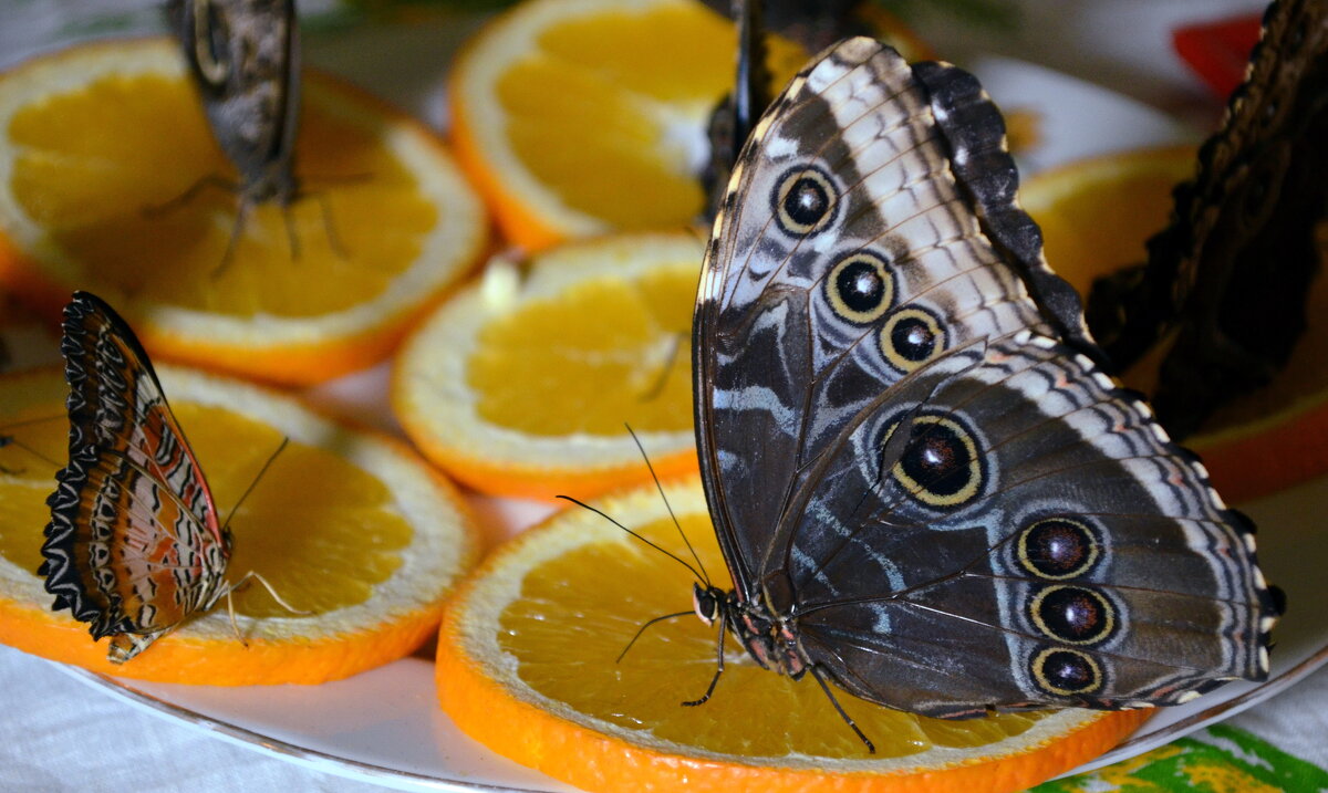 Бабочки завтракают - Ростислав 