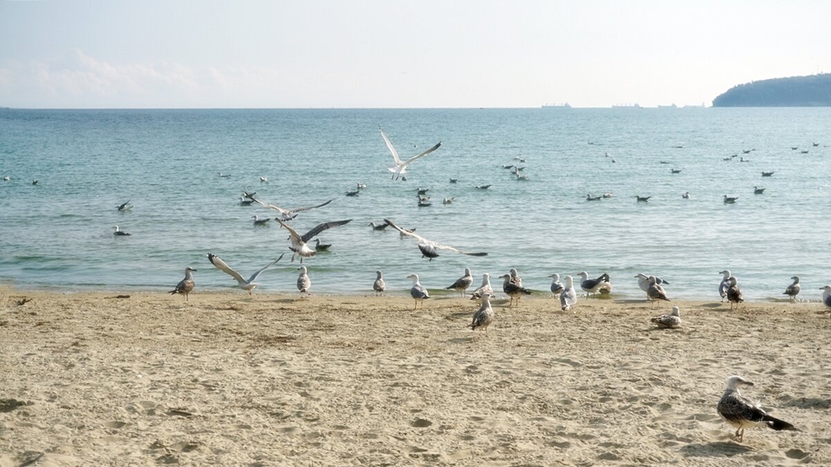 Обитатели пляжа - wea *