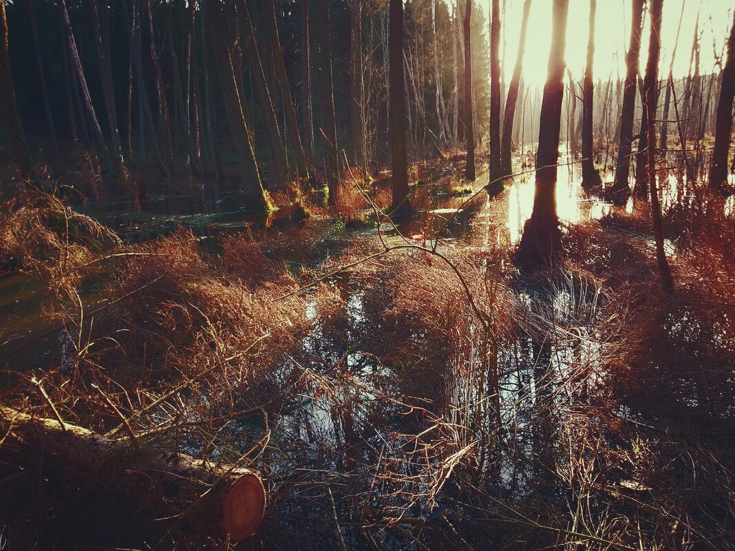 В февральском лесу. - donat 
