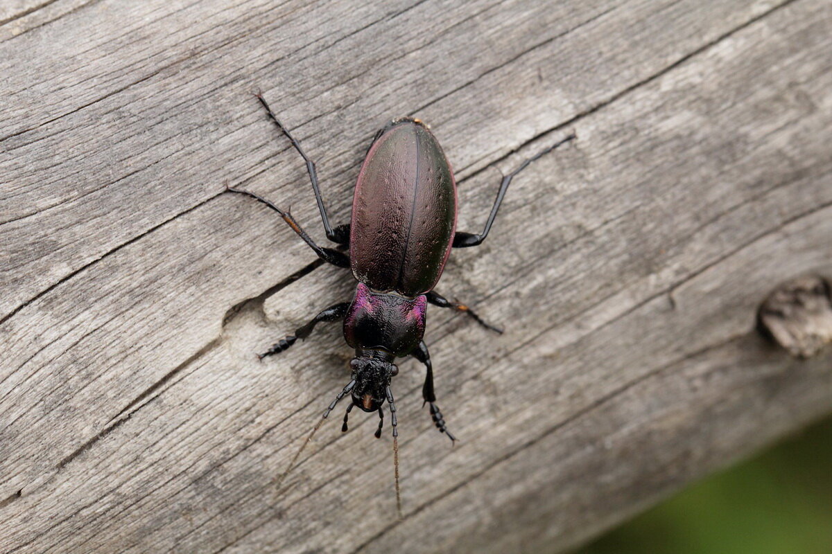 Жужелица (дубравная) лесная (Carabus nemoralis (Muller, 1764)) - Павел Морозов