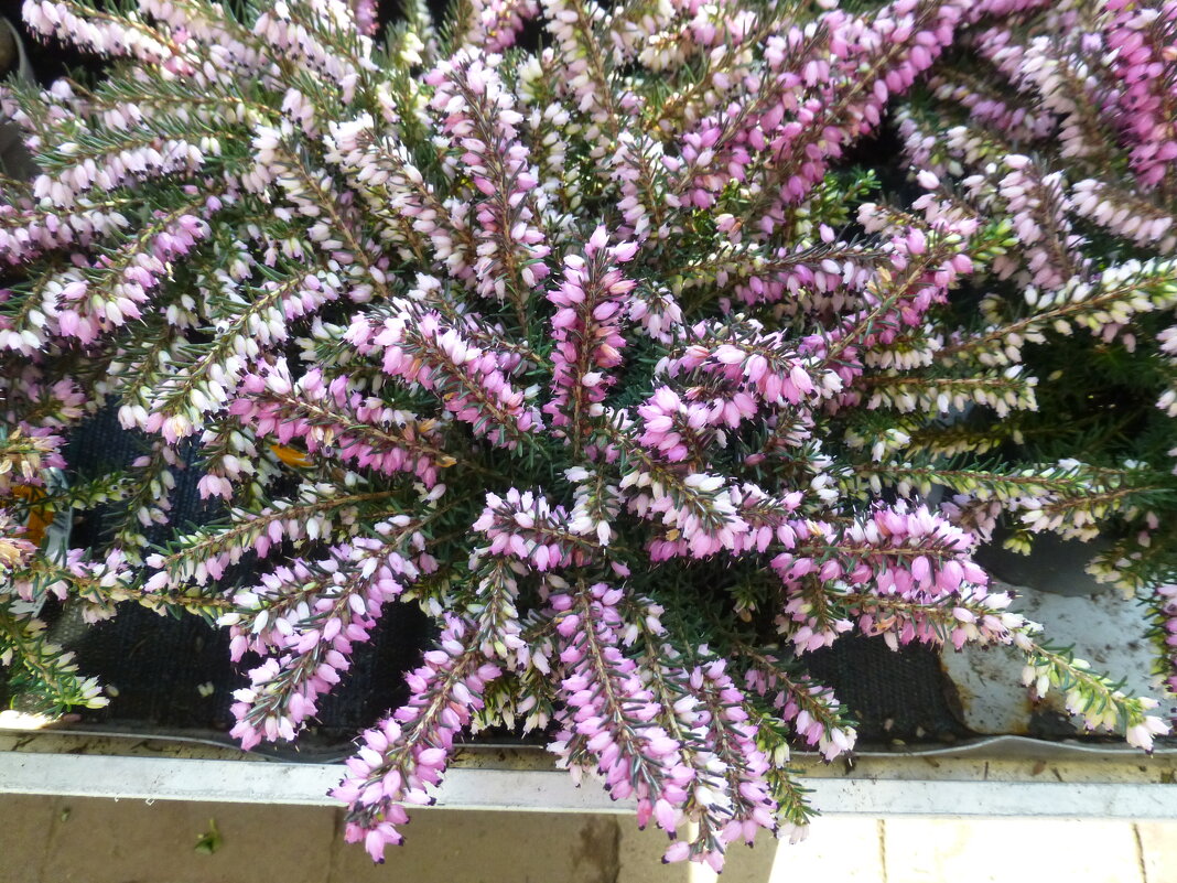 Цветы в  ОБИ - Наиля 