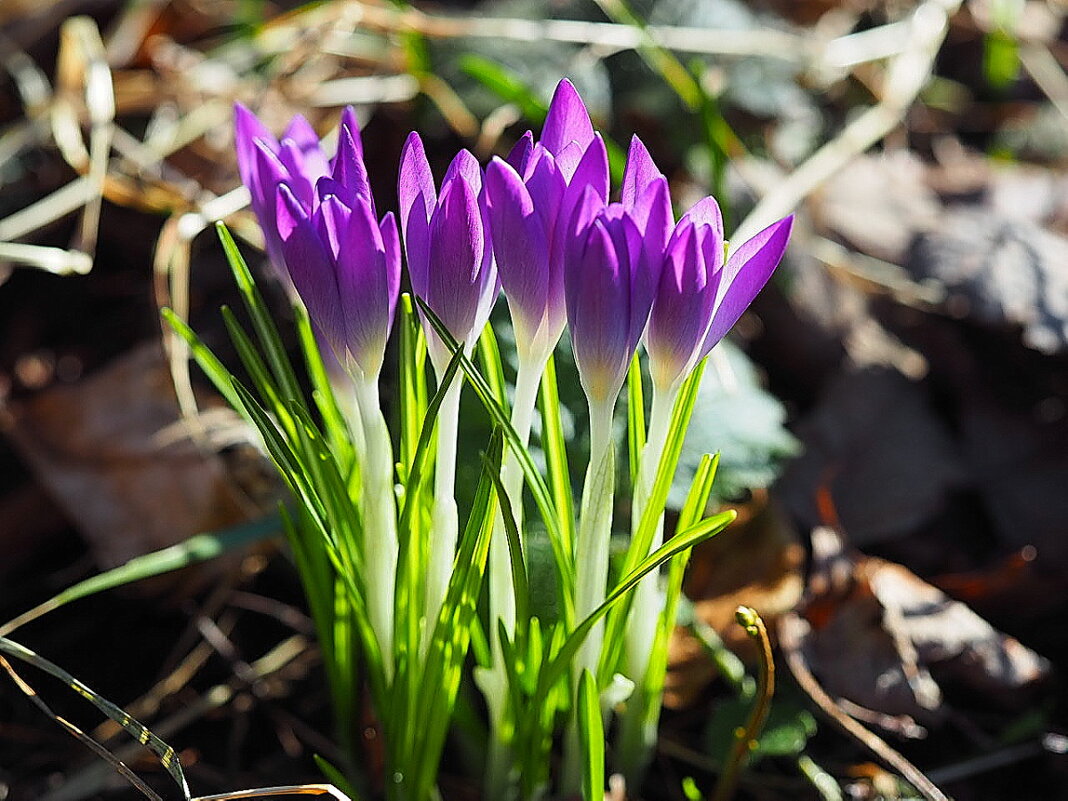 Скандинавская весна - ранние "крокусята" - wea *