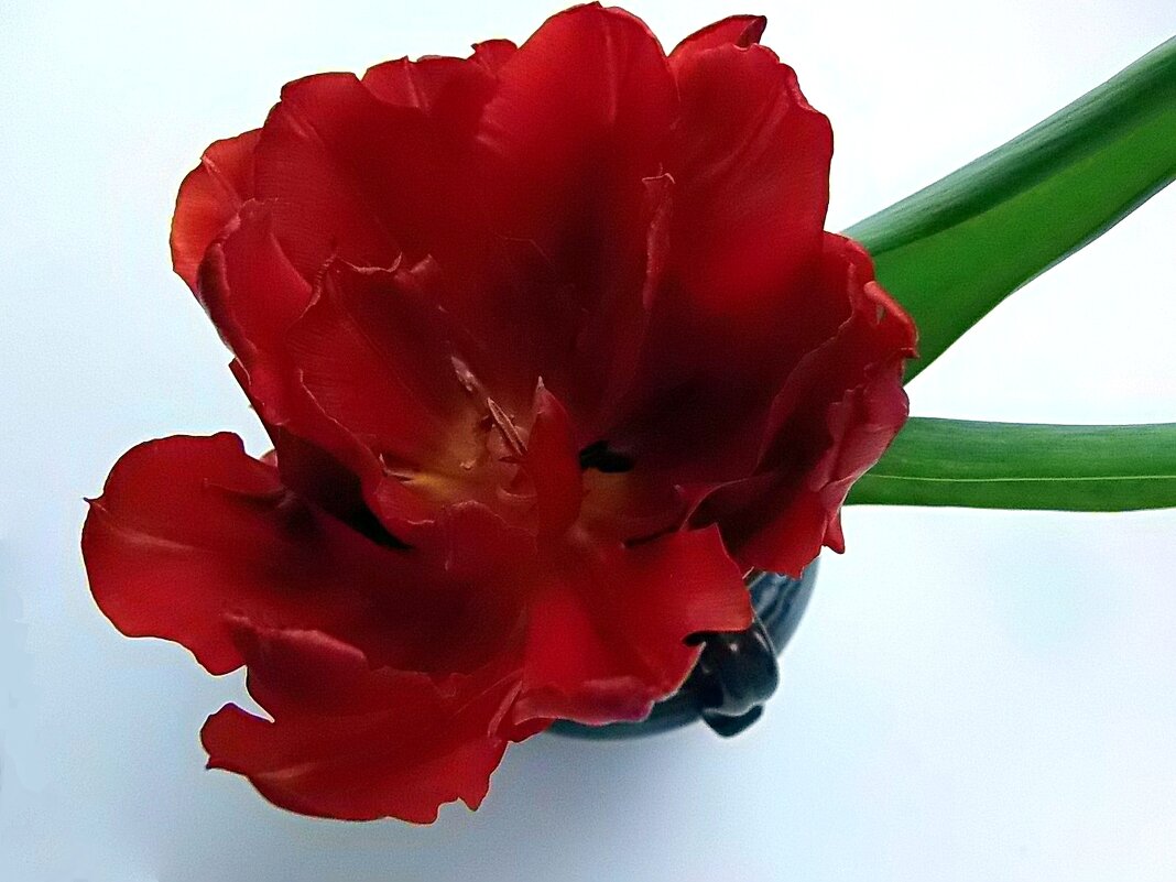 Красный тюльпан - Елена 