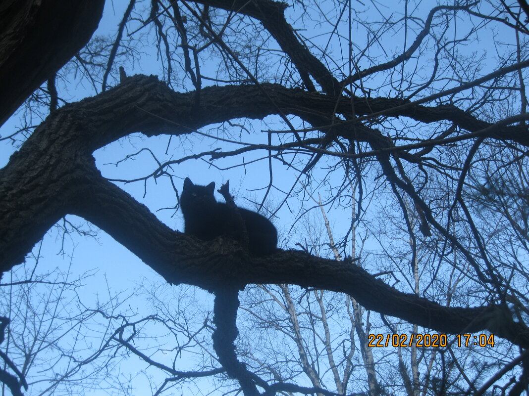 Кот на дереве - Maikl Smit