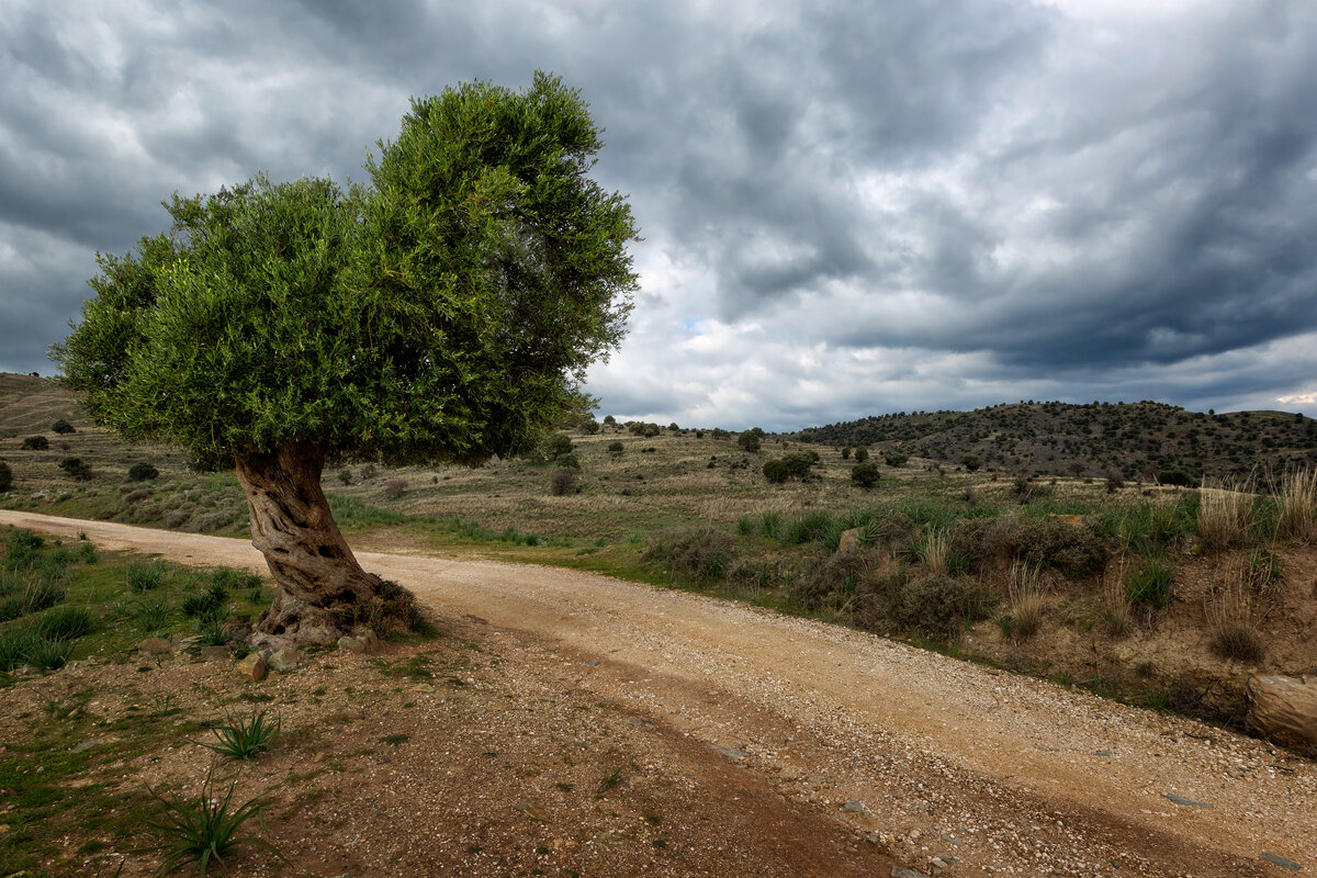 Оливковое дерево - slavado 