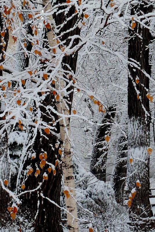 Графика первого снега с березовыми листьями... - Лидия Бараблина
