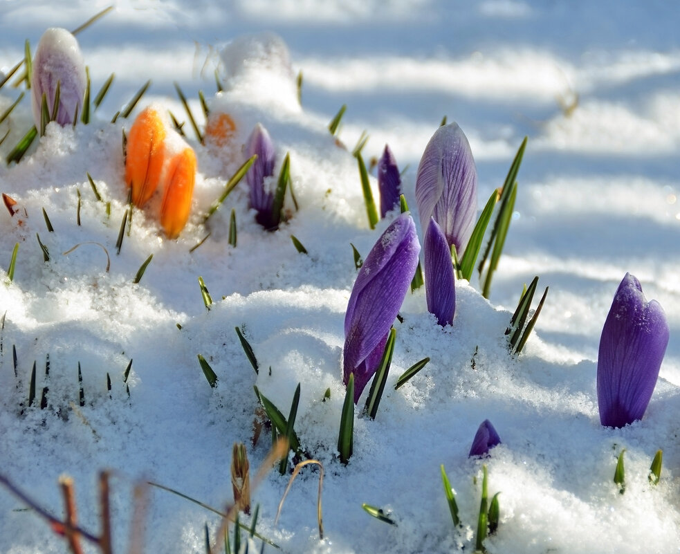 Весна под снегом