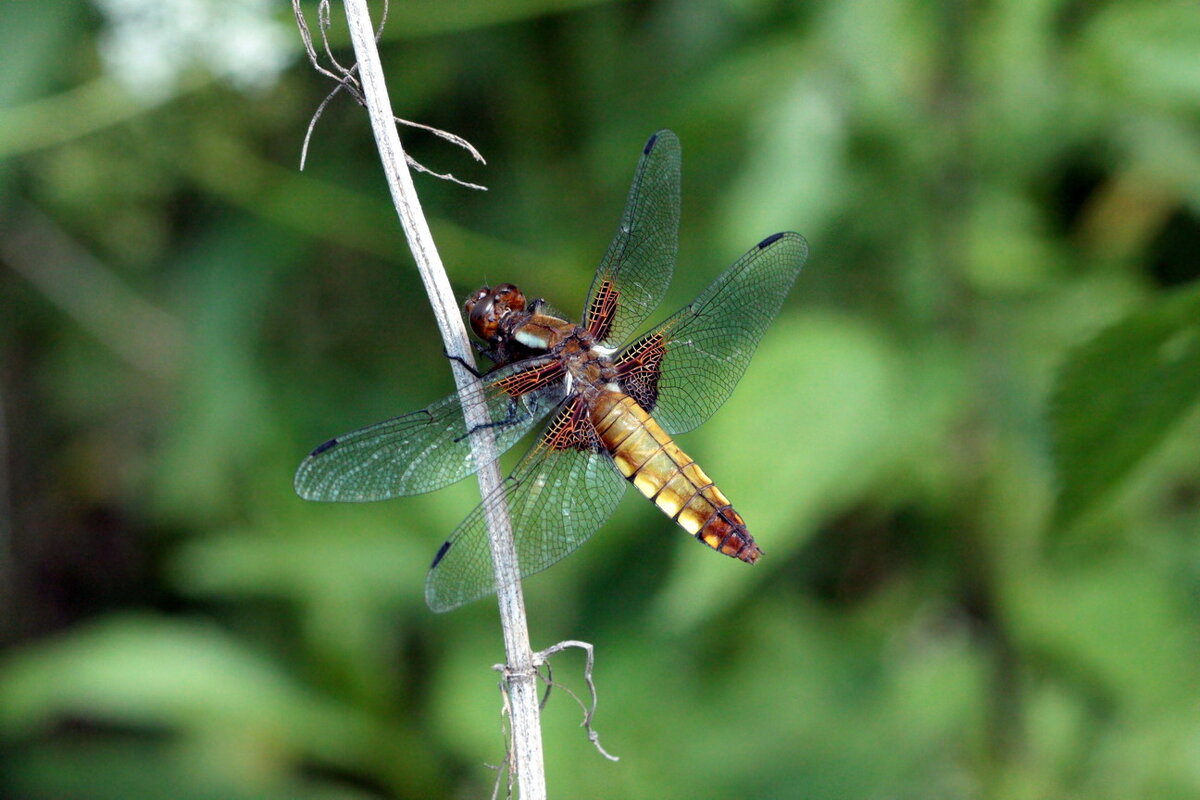 Стрекоза плоская (Libellula depressa (Linnaeus, 1758)) - самка - Павел Морозов