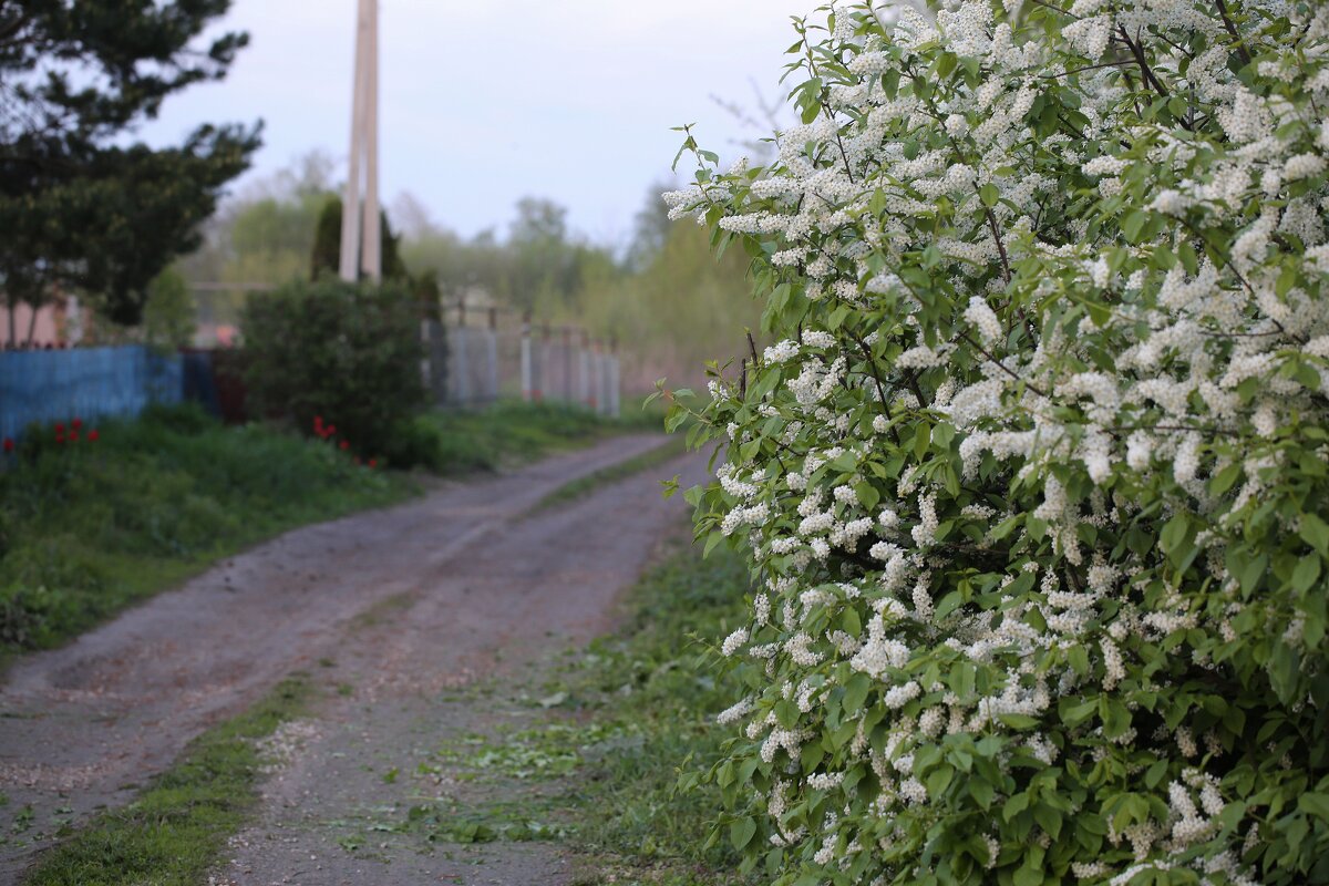 И расцветет черемуха... - ZNatasha -