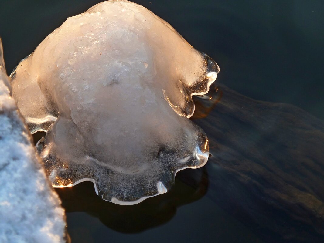 Ледяная медуза на пруду... - Лидия Бараблина