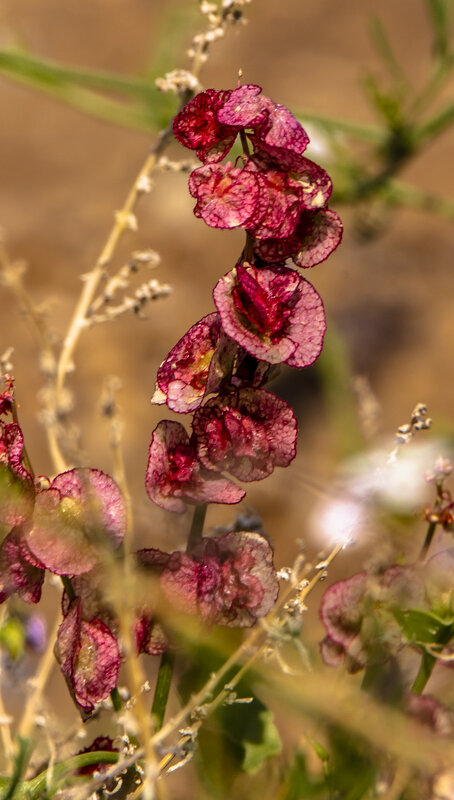 цветы пустыни 2 - Адик Гольдфарб