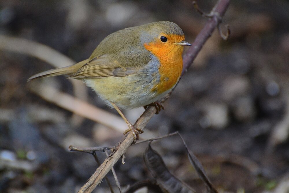 Зарянка (Erithacus rubecula) - Иван 