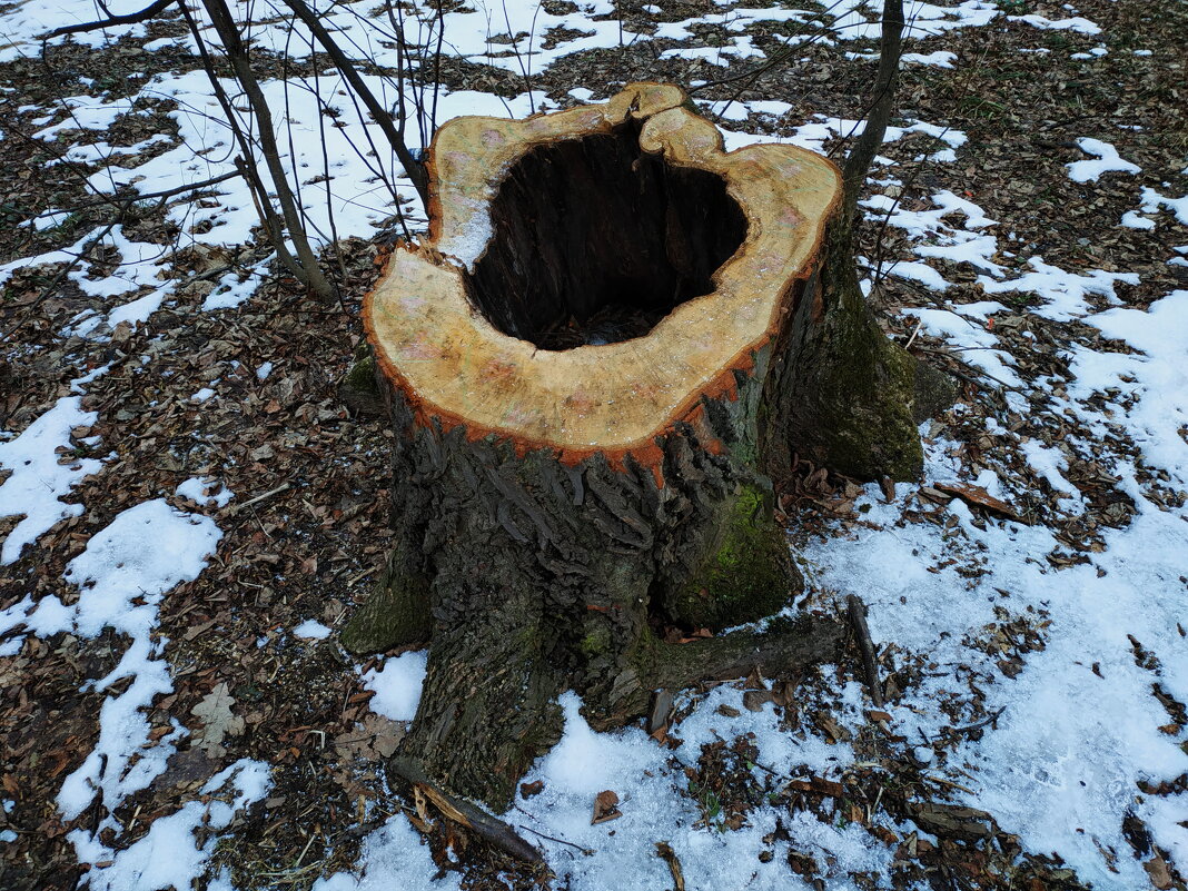 Не знал, что деревья внутри пустые - Андрей Лукьянов