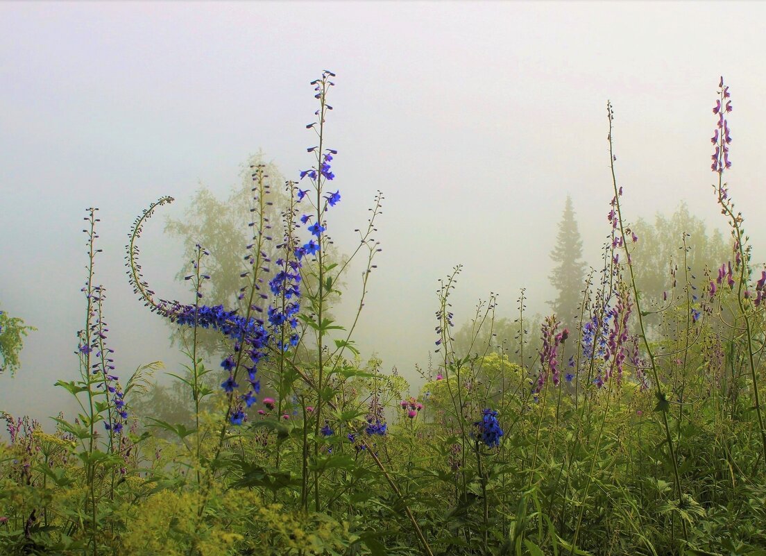 В утреннем тумане - Сергей Чиняев 
