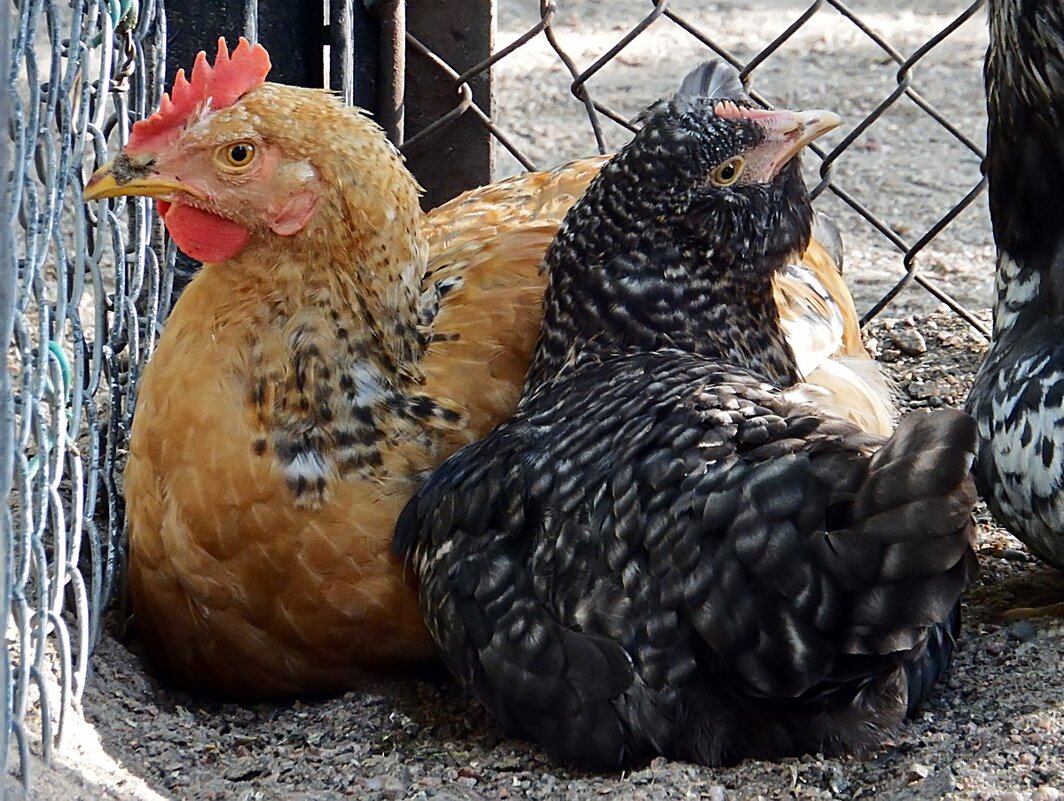 "Две соседки-курицы встретились на улице..." - Ольга И