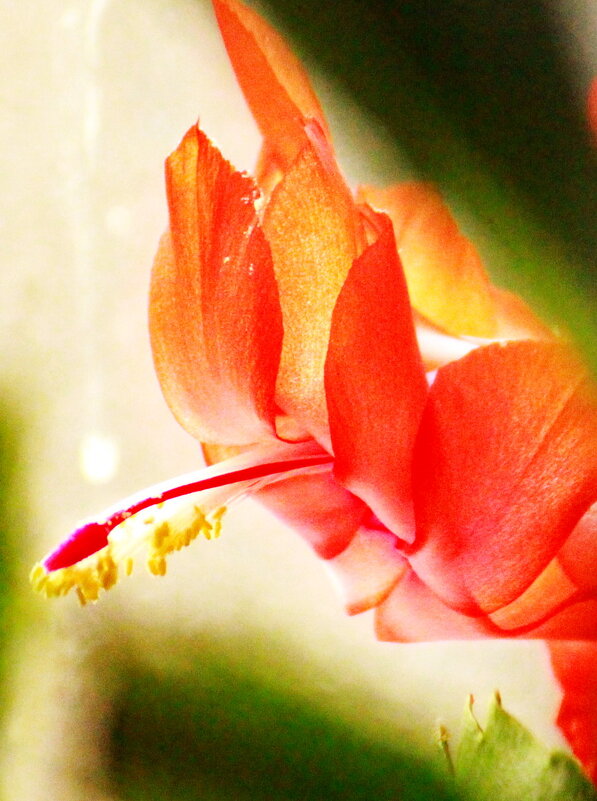 Цветок февральского декабриста - Александр Чеботарь