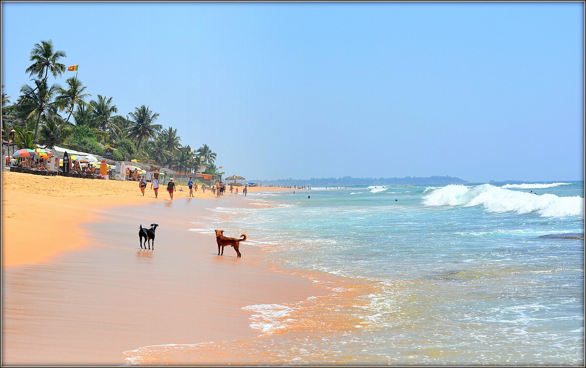 Шри-Ланка. На пляжах Хиккадувы - Mike Collie