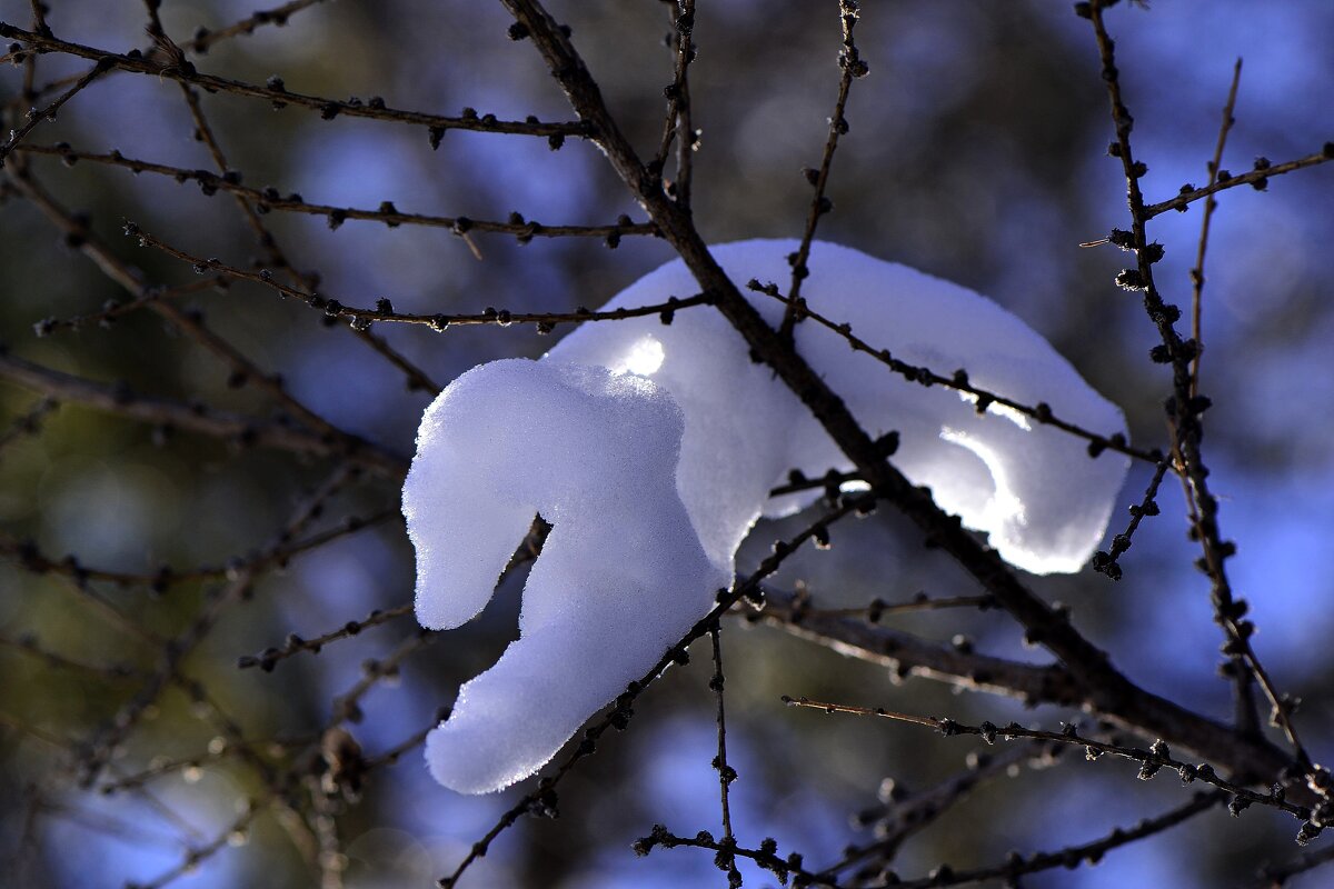 Снежный зверек - Galina Iskandarova
