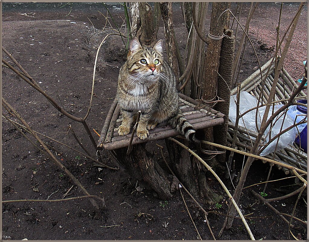 Бездомный кот Арбуз - Вера 