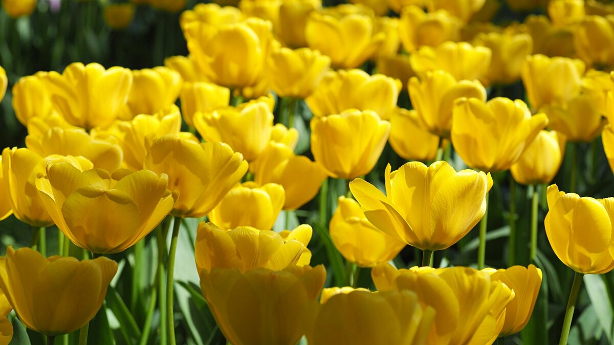 Tulipa "Golden Apeldoorn" - wea *