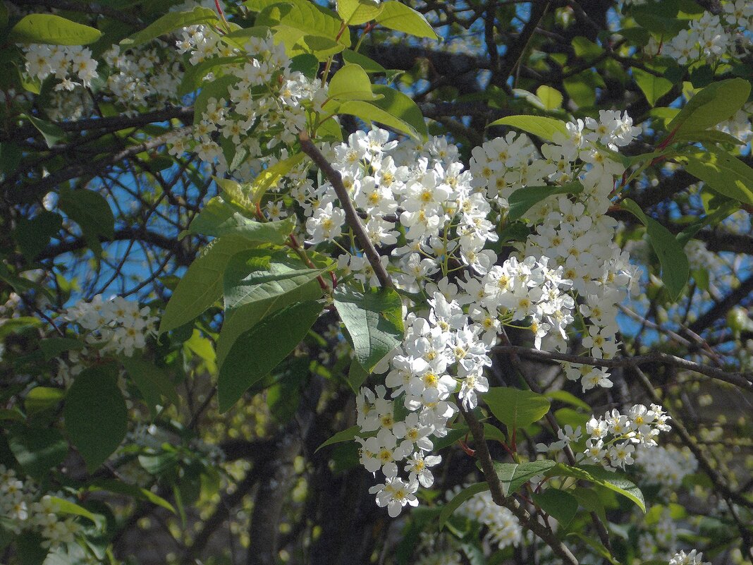 Белая черемуха - Фотогруппа Весна