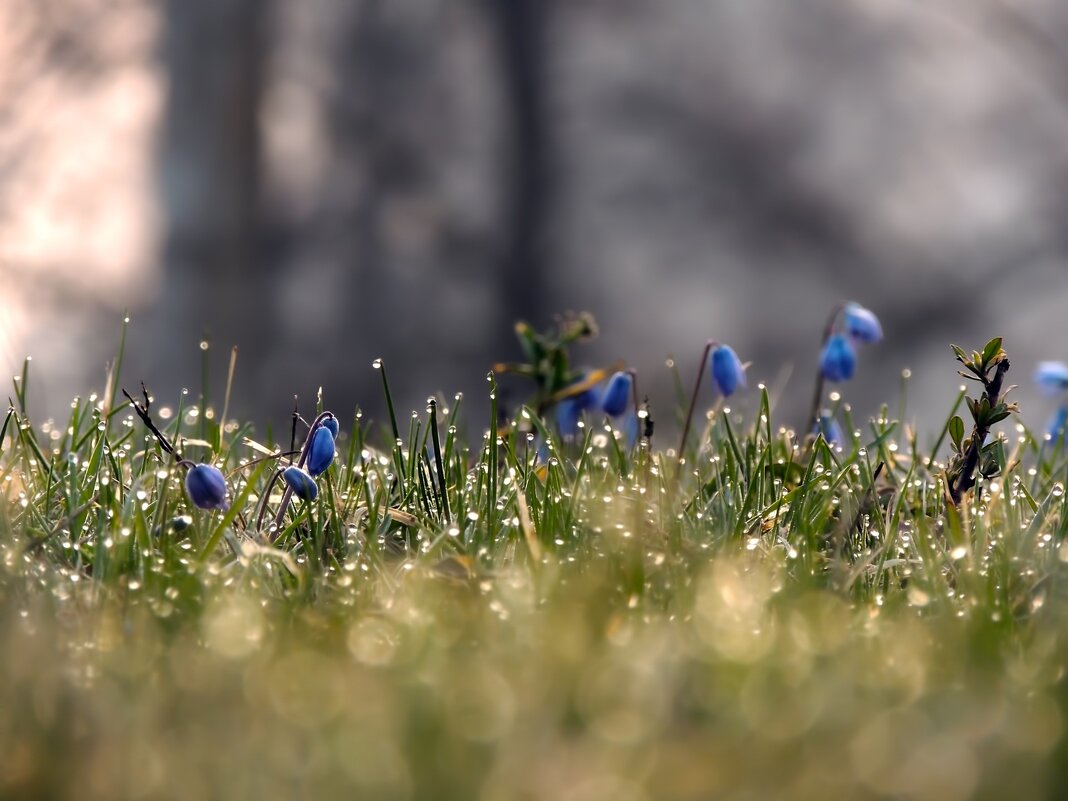 Весна пришла - Роман Савоцкий