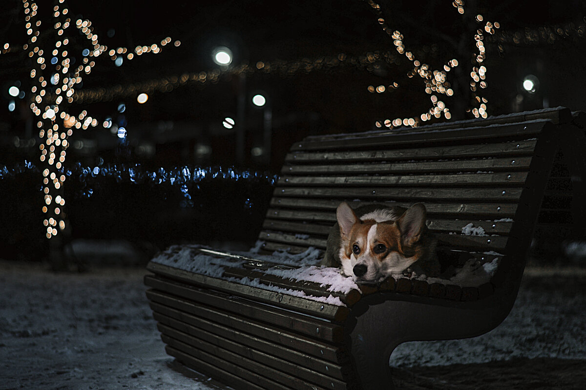 Маленький пес в большом городе - Анна Пушина