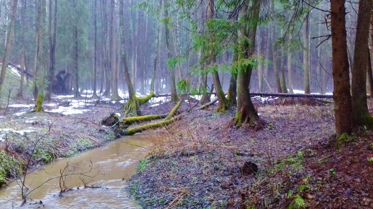 утро в лесу - Владимир 
