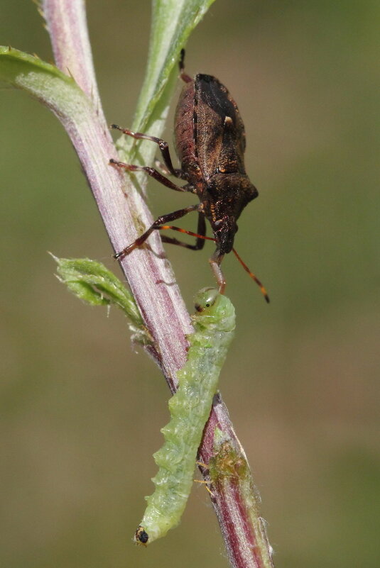 Щитник двузубчатый (Picromerus bidens (Linnaeus, 1758)) - Павел Морозов