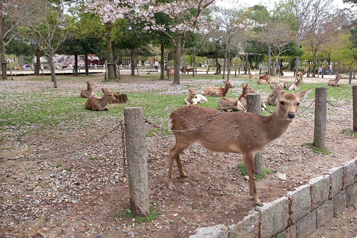 Япония Нара - парк оленей - wea *
