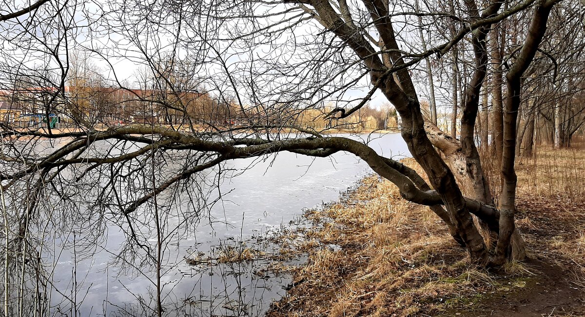 Царское Село. Март - Наталья Герасимова