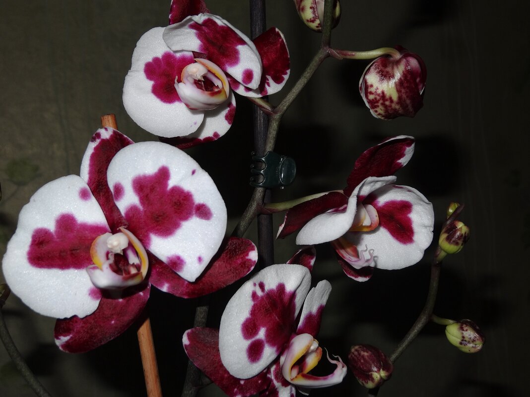 Цветет орхидея - Натала ***
