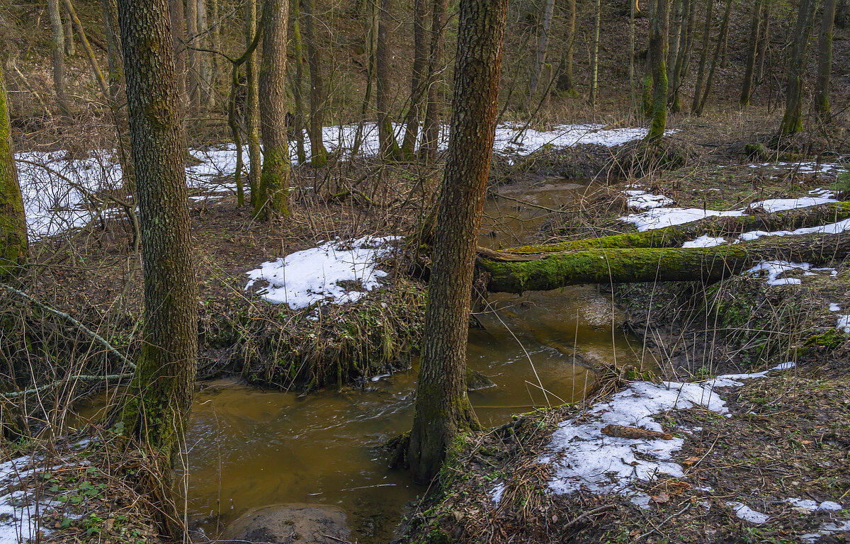 Лесной ручей в марте - Сергей Цветков